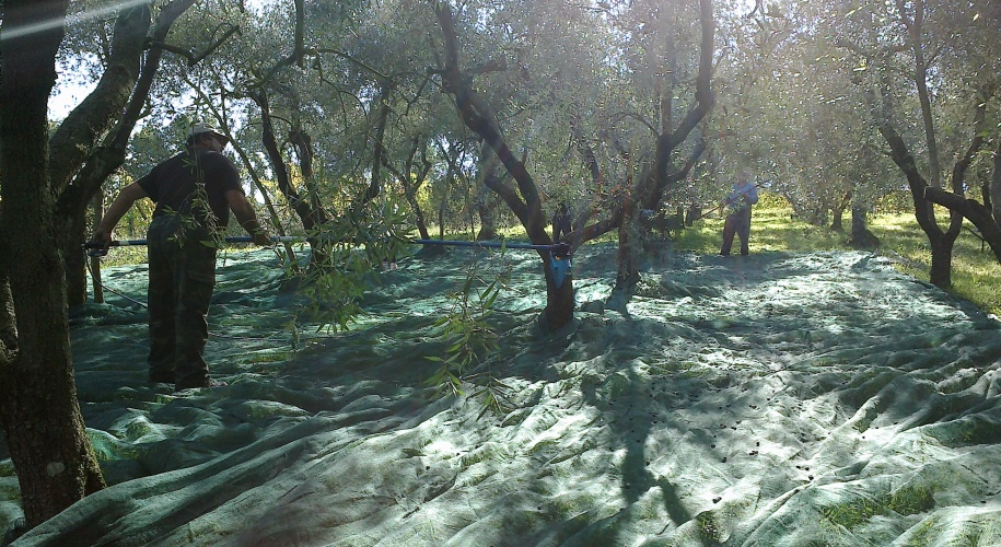 Person harvesting olives in grove with nets and beautiful light filtering through the trees